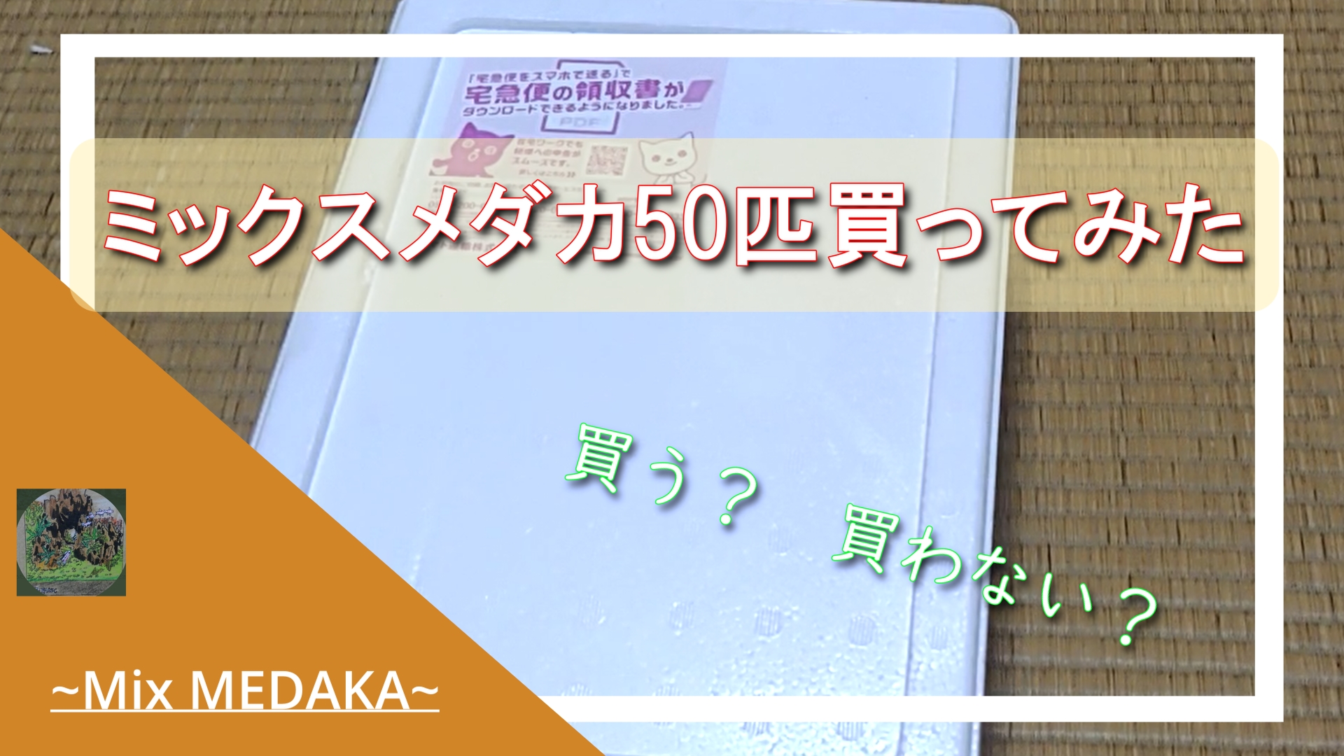 ミックスメダカ50匹買ってみた あなたは買う 買わない その中身は一体 くろだあくあ